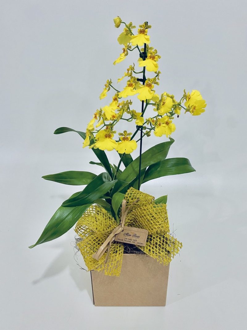 ORQUÍDEA CHUVA DE OURO NA CAIXA DE CRAFT
