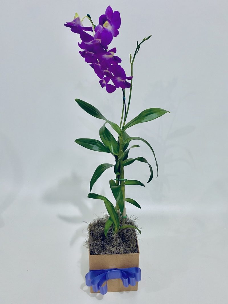 ORQUÍDEA DENDROBIUM  NA CAIXA DE CRAFT