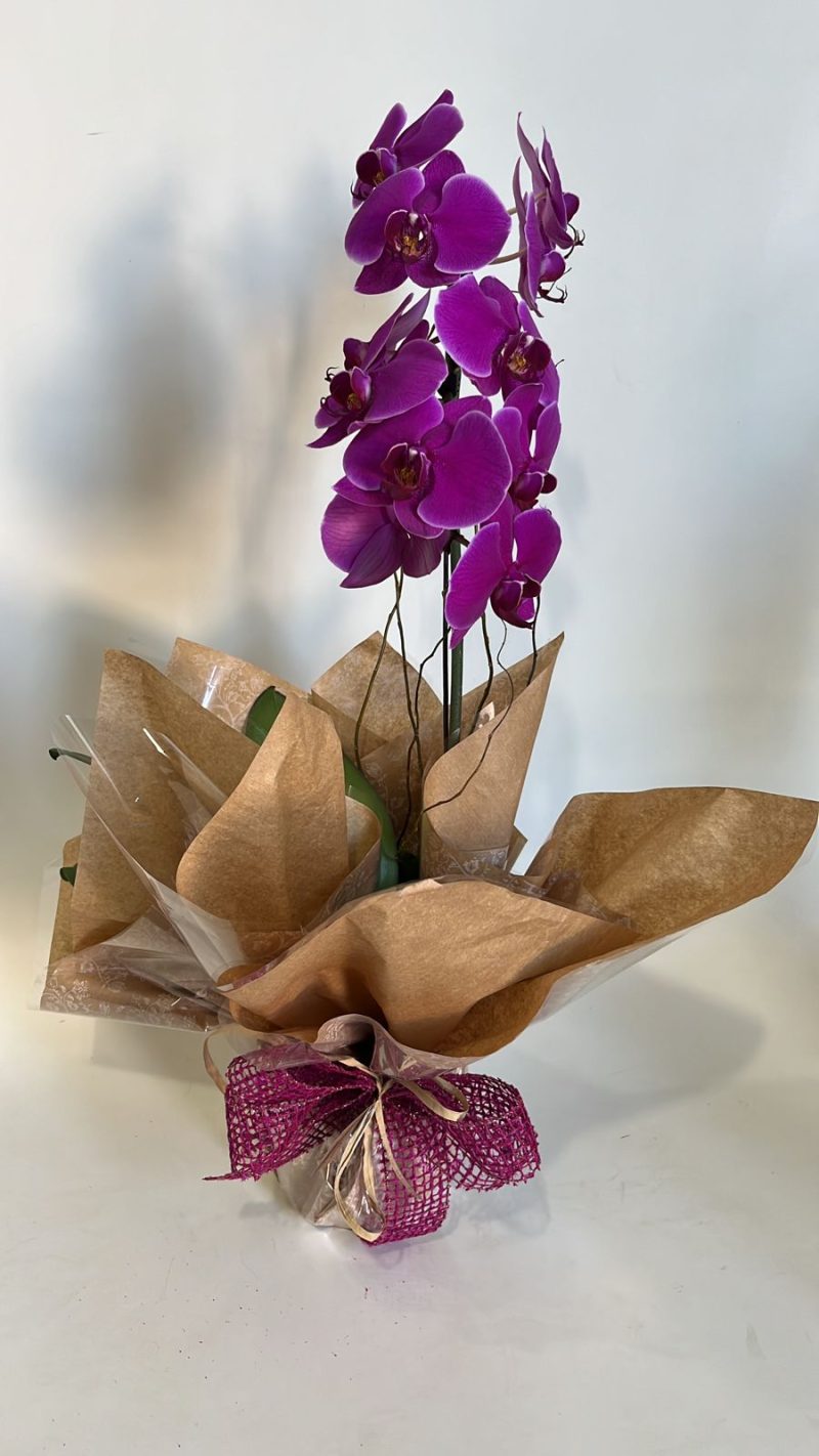 ORQUÍDEA PHALAENOPSIS ROXA EMBALADA