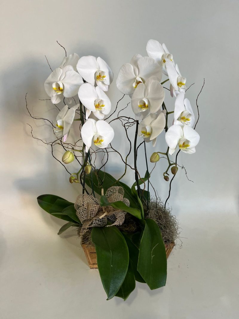 JARDINEIRA DE MADEIRA COM 02 ORQUIDEAS BRANCAS