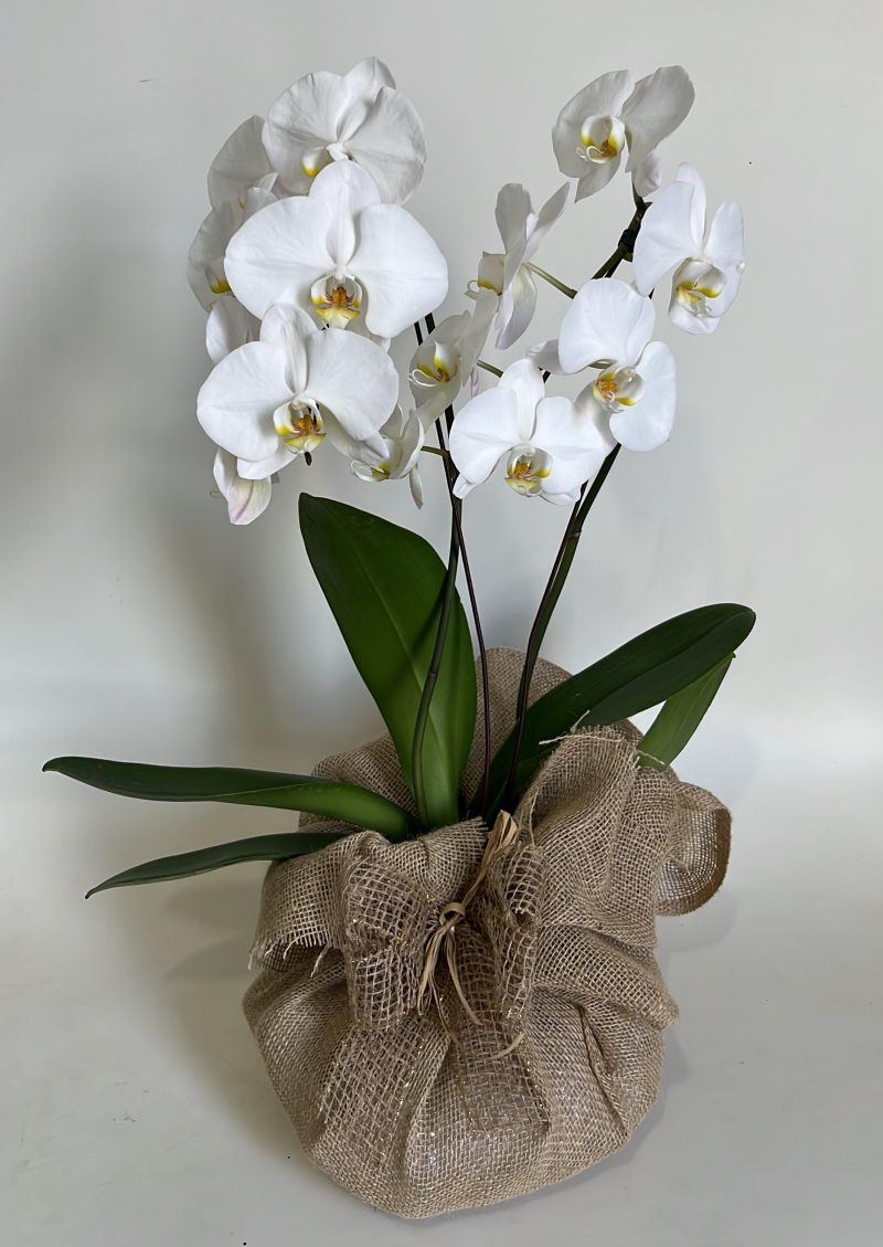ORQUÍDEA  PHALAENOPSIS  NA JUTA CRÚ