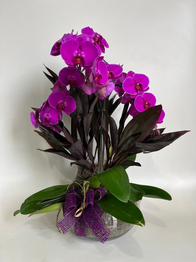 AQUÁRIO DE ORQUÍDEAS